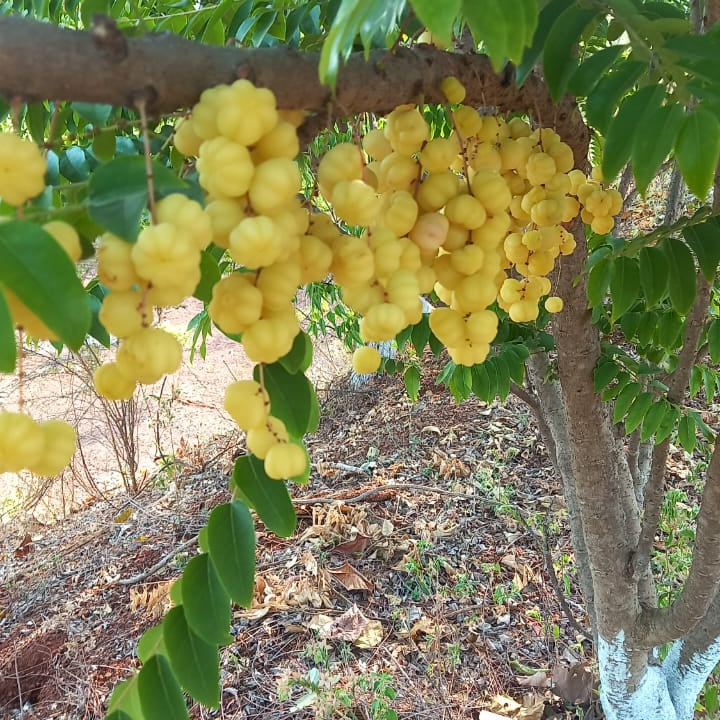 Amla_Desi.jpg