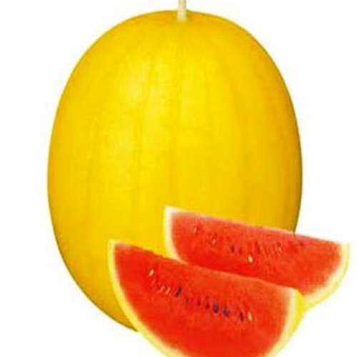 WatermelonYellowSweet_400_-500x554.png