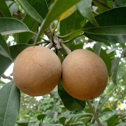 puspita-nursery-cricket-ball-sapota-plant-500x500.webp