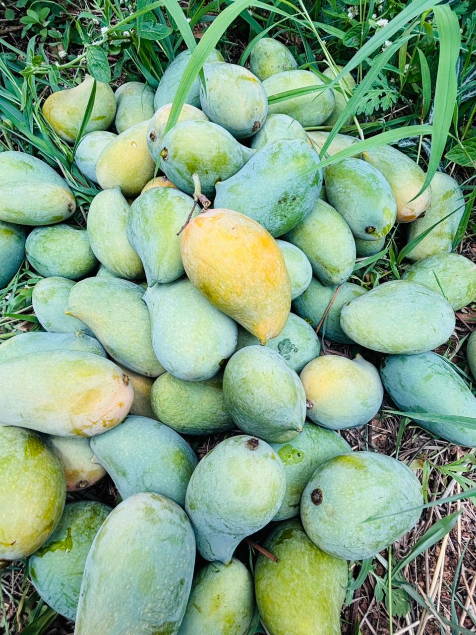 🥭 Tazawan Organic Mango Farms Update – May 3rd, 2026