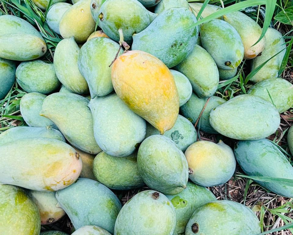 🥭 Tazawan Organic Mango Farms Update – May 3rd, 2026