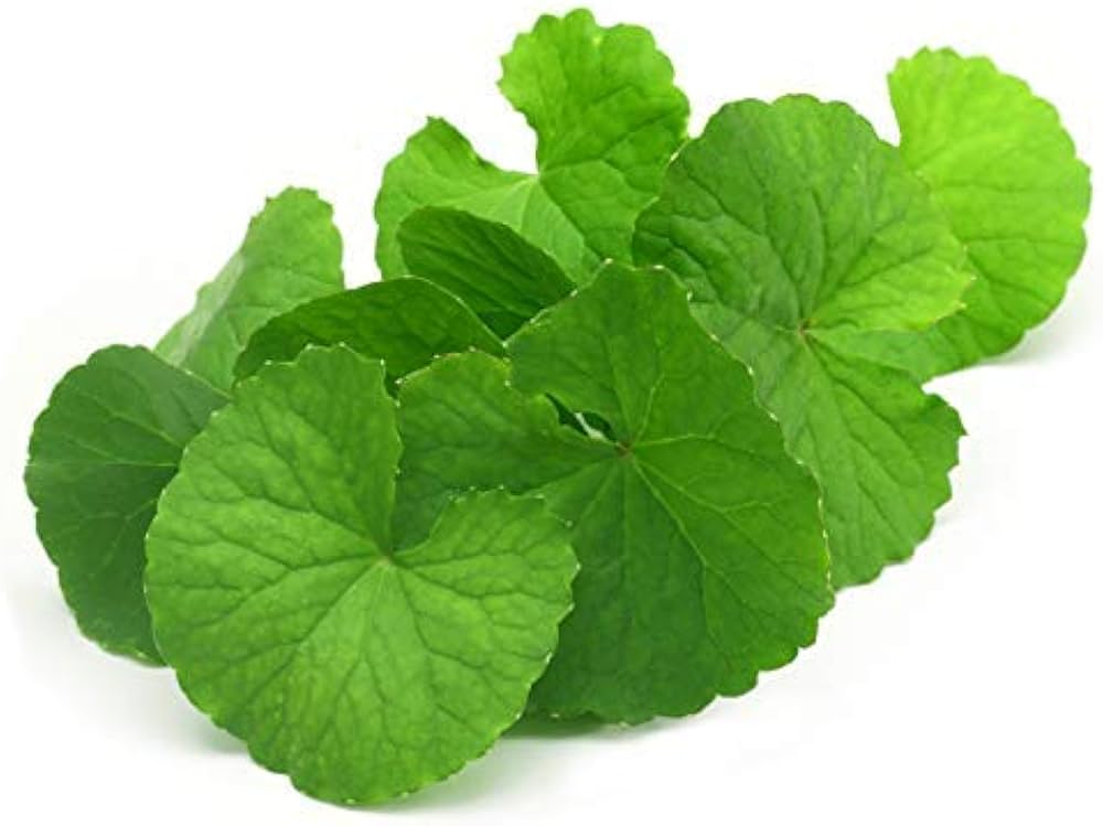 Brahmi Leaves 1 bunch