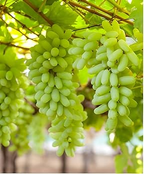 Green Grapes 450-500g