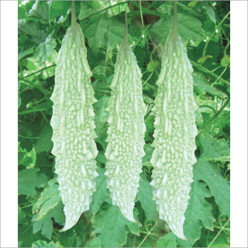 Bharat-F1-Hybrid-Bitter-Gourd-Seeds_8729c03c-3647-4ab0-a2b9-3af8989151cf.jpg