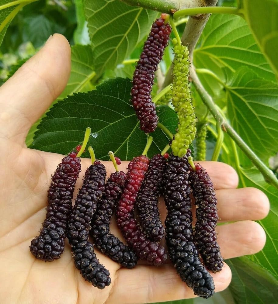 Mulberry 90 - 100gms