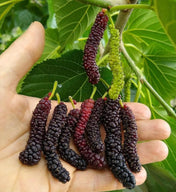 Mulberry 90 - 100gms