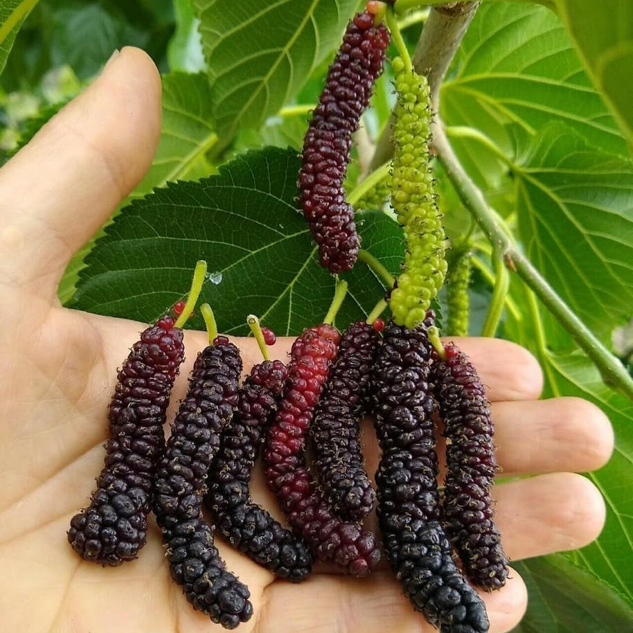 Mulberry.jpg