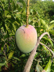 Ratnagiri Alphonso Mango - 2pcs
