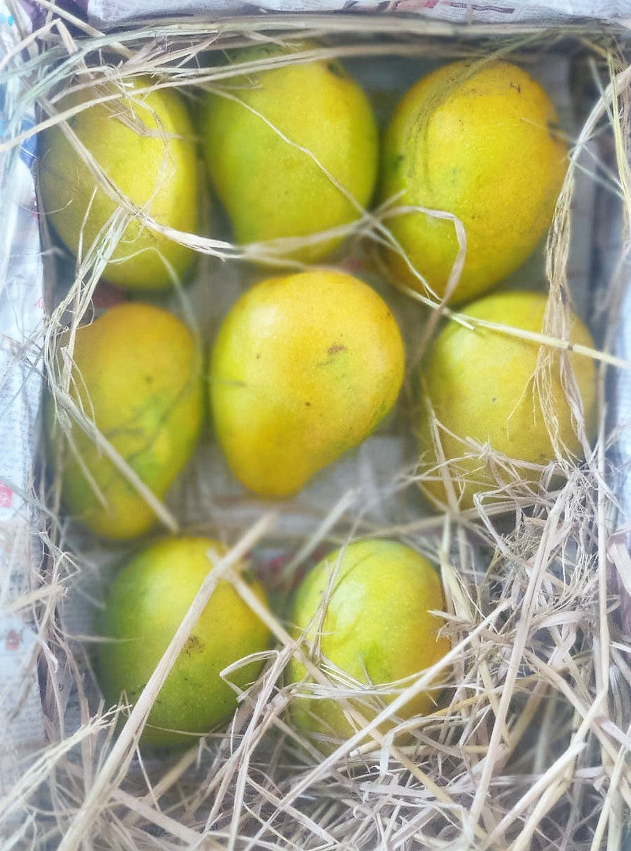 Banginapally -10Kgs