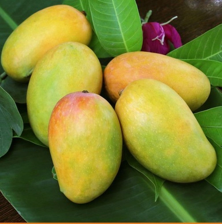 Kesar Mango- 4Kgs