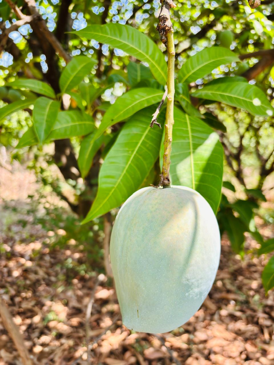 Mango Malgova -4Kgs