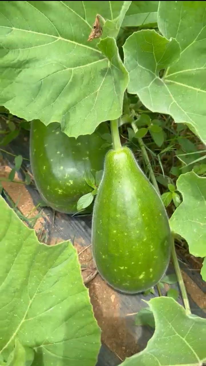Bottlegourd (Desi Sorakaya) (1.3 to 1.5Kg)
