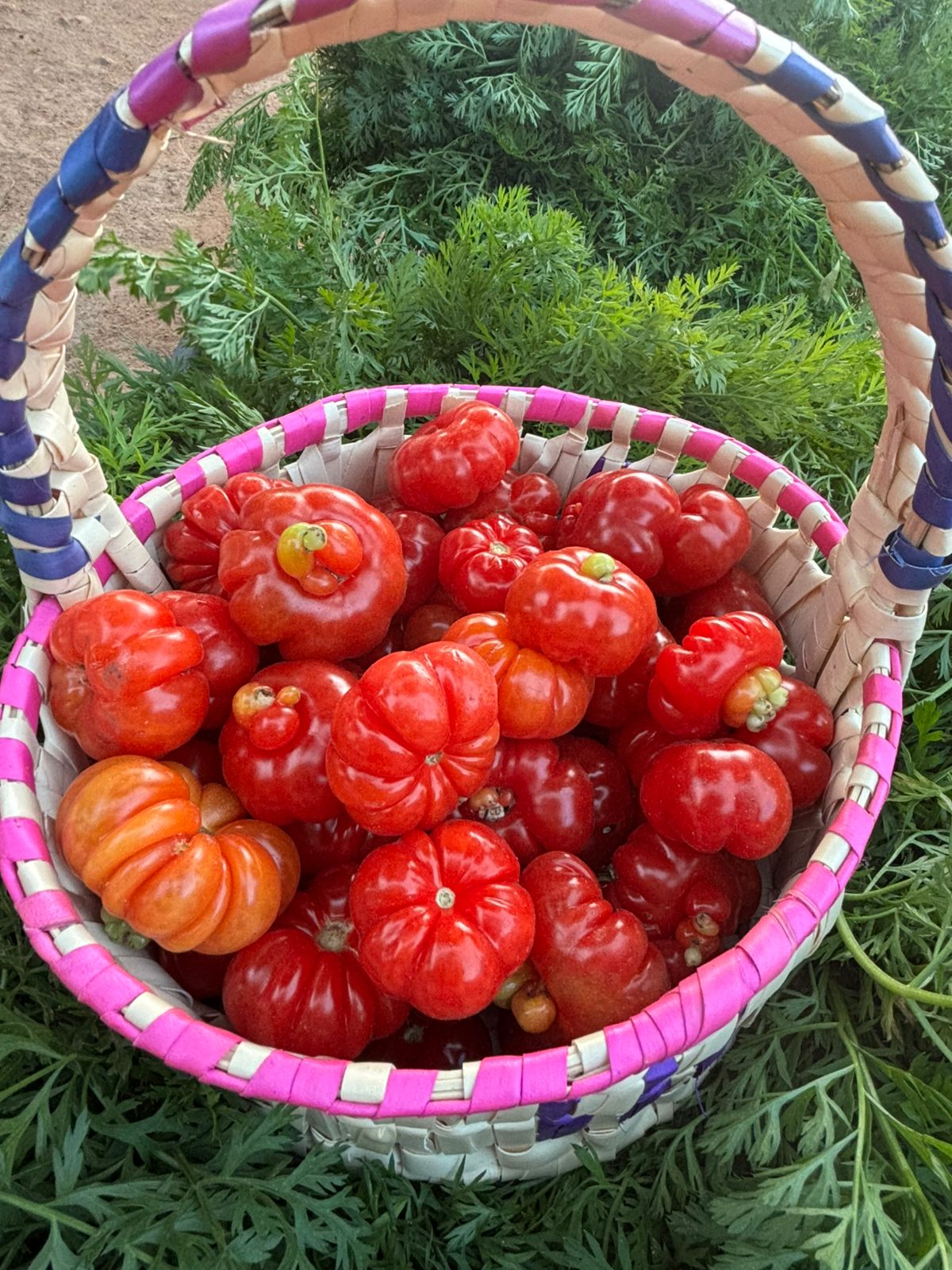 Tomato Natu (Local) 1Kg