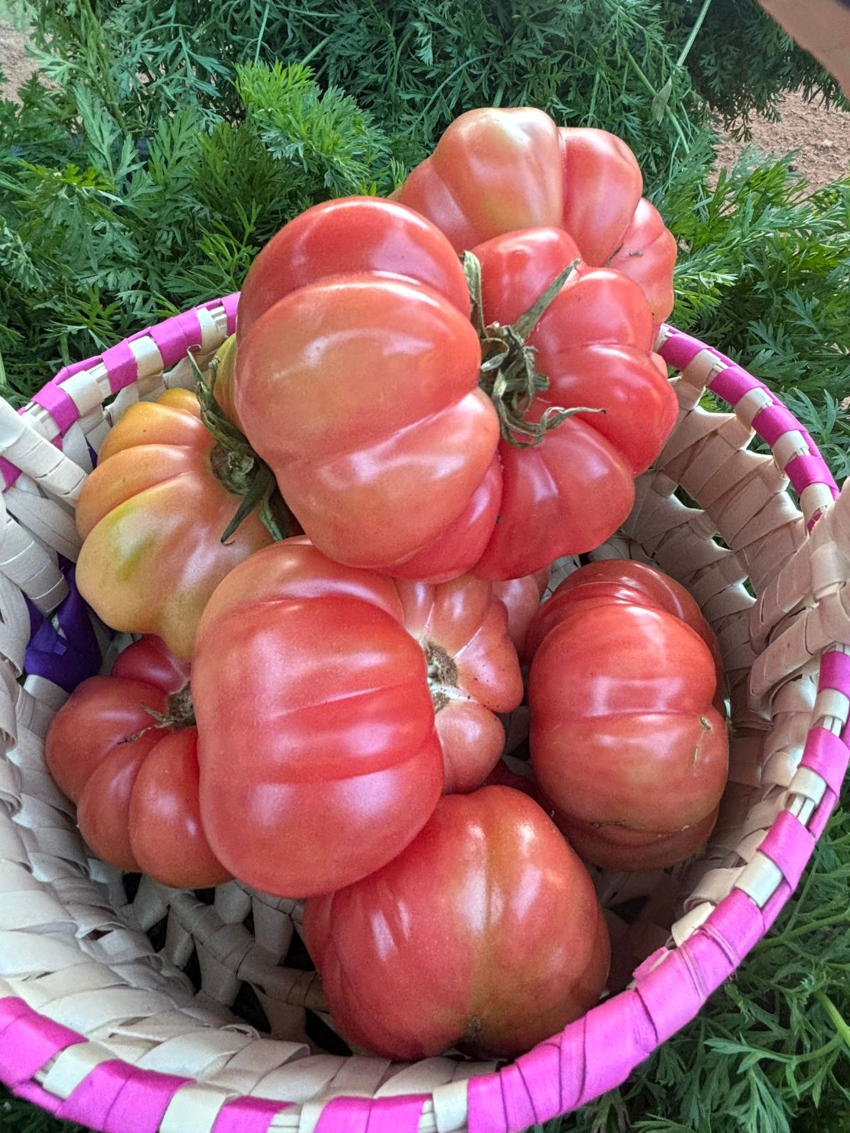 Tomato Natu (Local) 1Kg