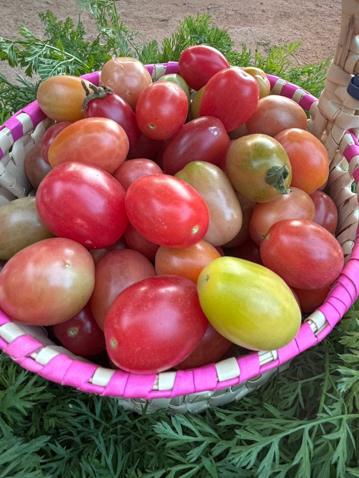 Tomato Natu (Local) 1Kg