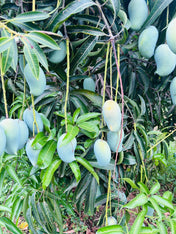 Mango (Amrapali) - 4Kgs