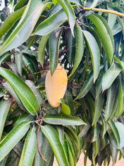 Mango (Amrapali) - 4Kgs