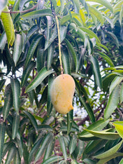 Mango (Amrapali) - 4Kgs