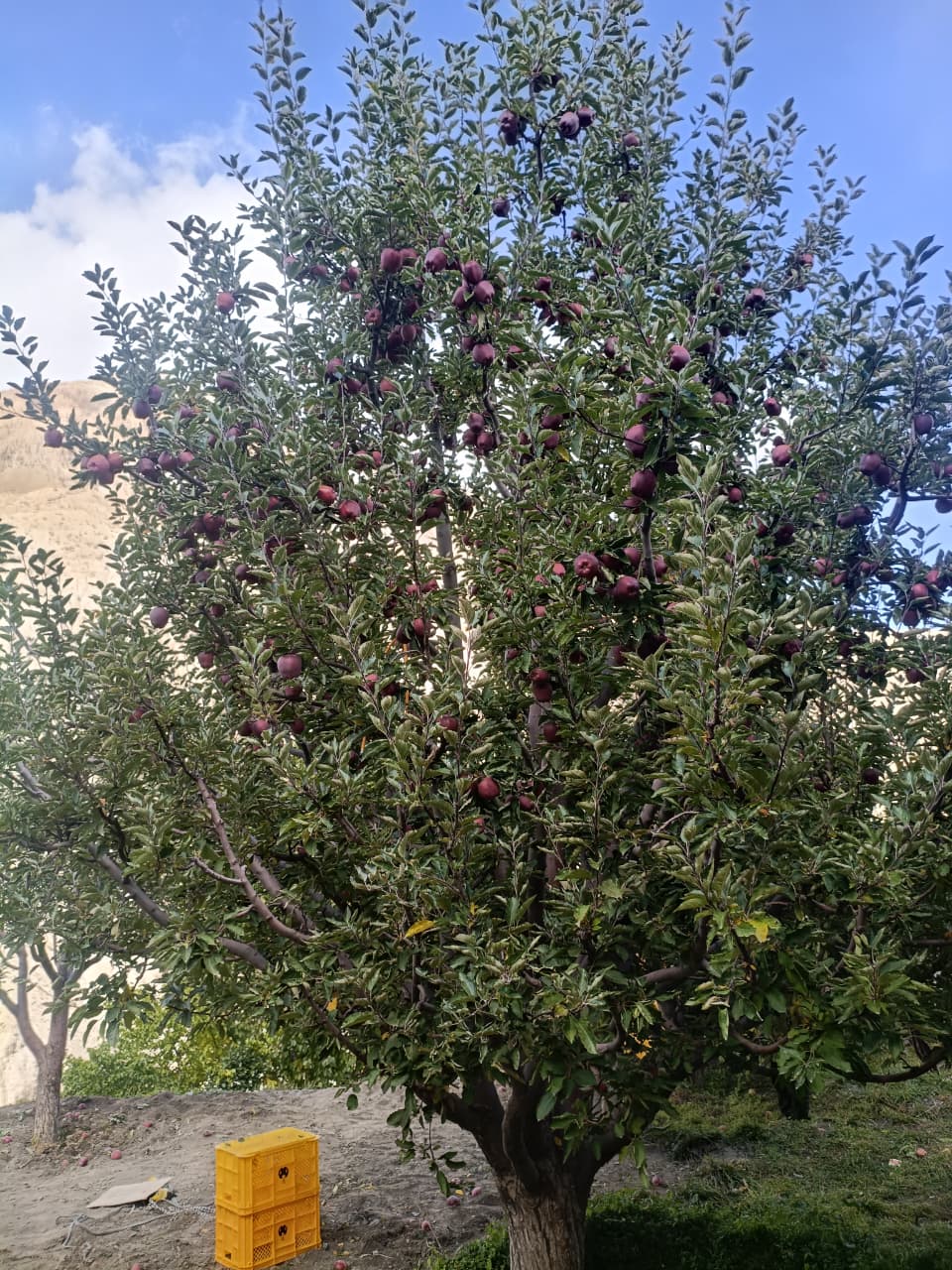Apple (Kinnaur Red) Premium 450-500g