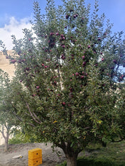 Apple (Kinnaur Red) Premium 450-500g