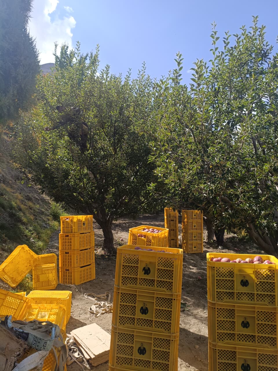 Apple (Kinnaur Golden) 450-500g