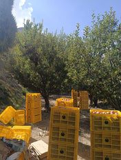 Apple (Kinnaur Golden) 450-500g