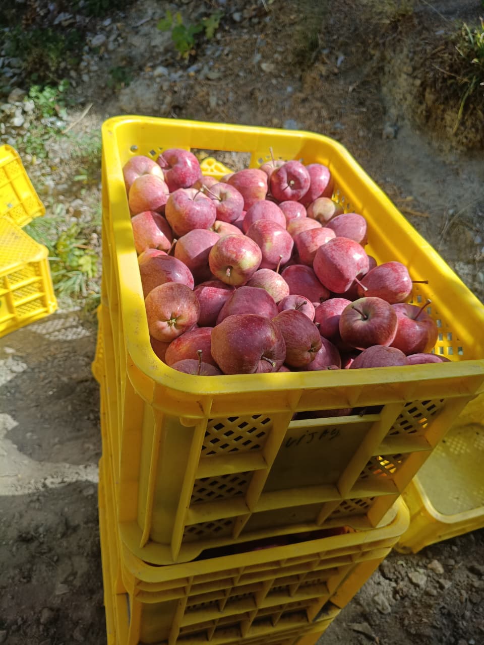 Apple (Kinnaur Red) Premium 450-500g