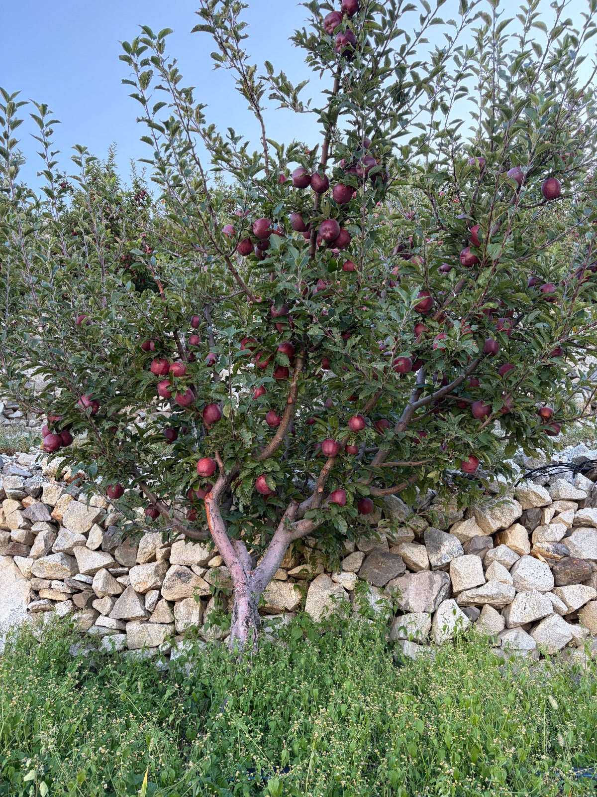 Apple (Kinnaur Golden) 450-500g