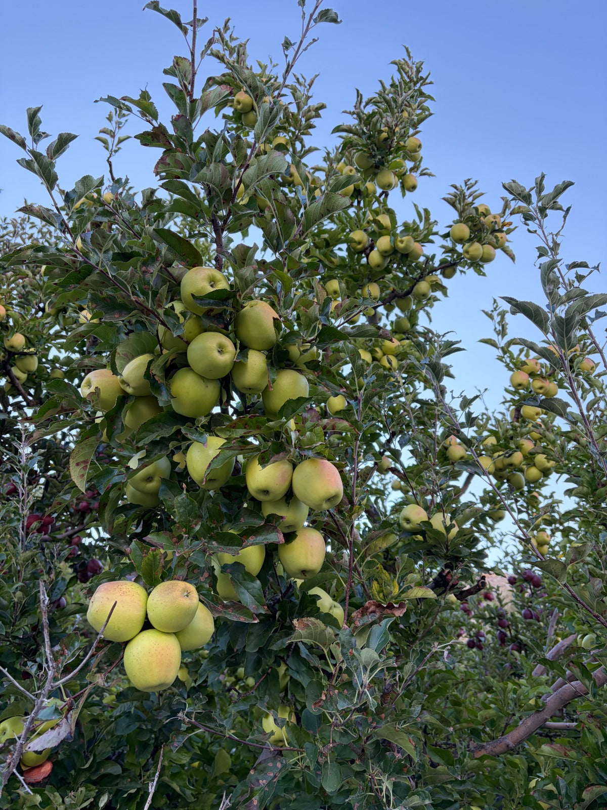 Apple (Kinnaur Golden) 450-500g