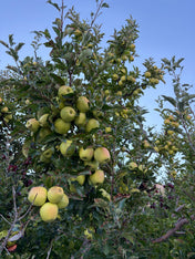 Apple (Kinnaur Golden) 450-500g