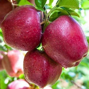 Apple Royal Delicious (Shimla)