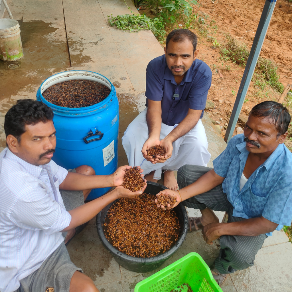 Processing Neem Seeds