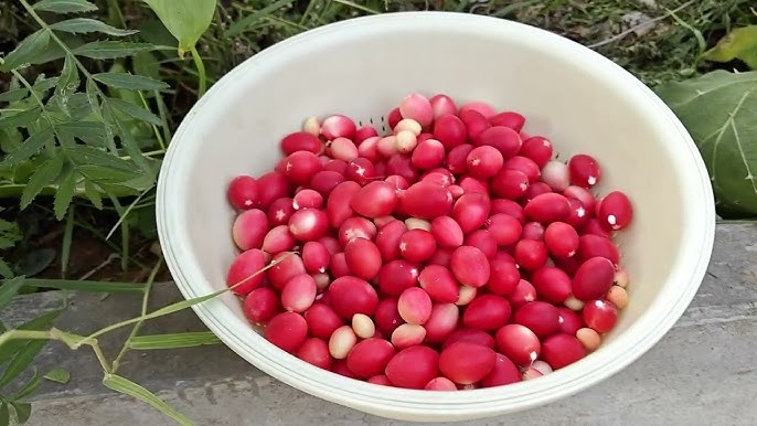 vakkaya (karonda) red cherry - 100g